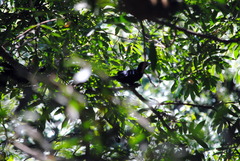 Crotophaga major