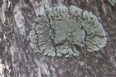Pannaria conoplea image