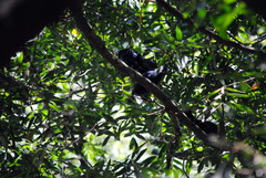 Crotophaga major