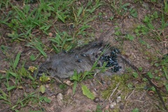 Rattus rattus