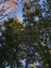 Acer glabrum