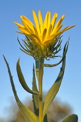Grindelia lanceolata