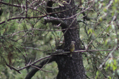 Ptiliogonys cinereus