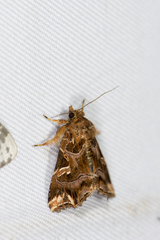 Callopistria duplicans