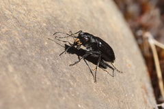Cicindela longilabris