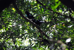 Crotophaga major