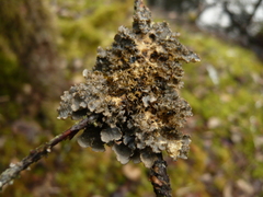 Lobaria silvae-veteris