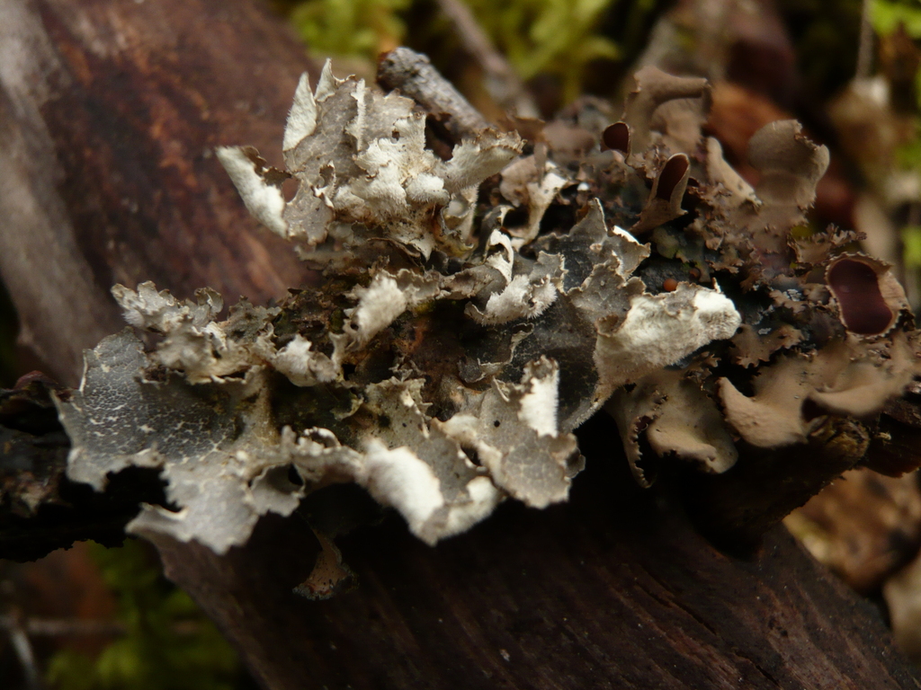 Lobaria silvae-veteris
