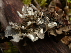 Lobaria silvae-veteris