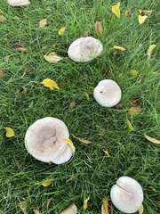 Agaricus bisporus