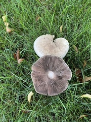 Agaricus bisporus