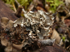 Lobaria silvae-veteris