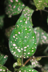 Hypoestes phyllostachya