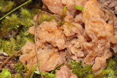 Clavulina vinaceocervina