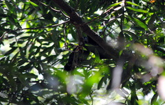 Crotophaga major