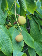 Aesculus