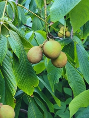 Aesculus