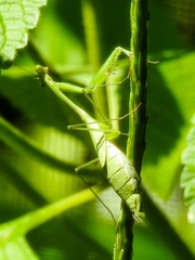 Mantidae