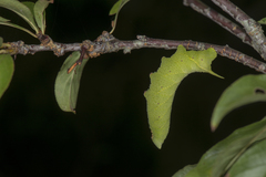 Marumba gaschkewitschii gressitti