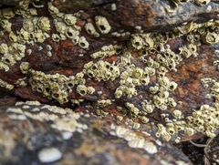 Semibalanus balanoides