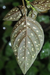 Hypoestes phyllostachya