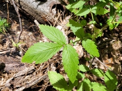 Agrimonia gryposepala