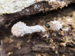 Schizophyllum