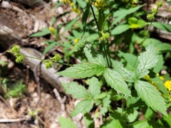 Agrimonia gryposepala