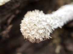 Schizophyllum