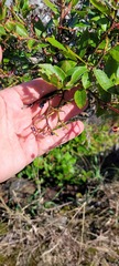 Vaccinium corymbosum