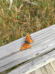Polygonia gracilis