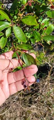 Vaccinium corymbosum