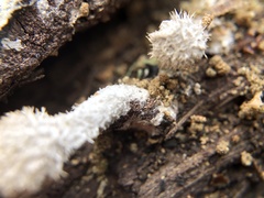 Schizophyllum