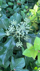 Hedera canariensis