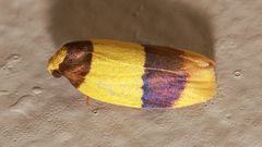 Heterallactis euchrysa
