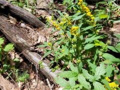 Agrimonia gryposepala