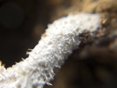 Schizophyllum