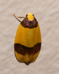 Heterallactis euchrysa