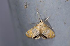 Nymphicula yoshiyasui