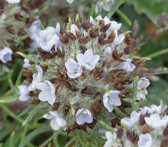 Ipomopsis globularis