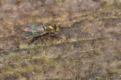 Chrysotus