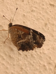 Anthanassa texana texana