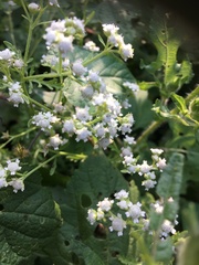 Parthenium