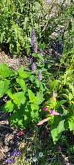 Agastache foeniculum