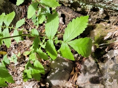 Agrimonia gryposepala