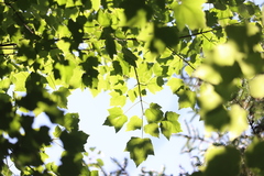 Acer rubrum image