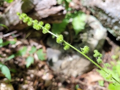 Agrimonia gryposepala