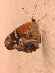Anthanassa texana texana