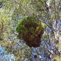 Phytoplasma trifolii