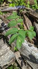 Angelica lucida
